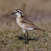 Kittlitz's Plover